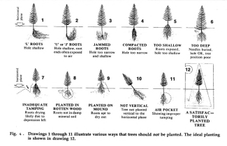 Tree planting root guide figure