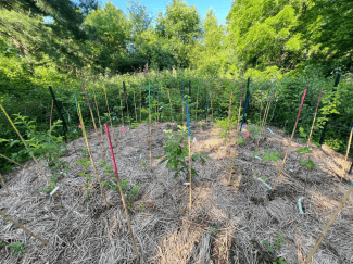 Trees planted with the Miyawaki method