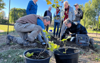 Tree town team planting trees