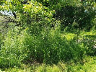 Before: A single-species patch of invasive reed canary grass