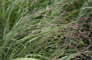 switchgrass