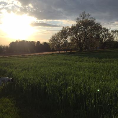 Farmland with sunrise