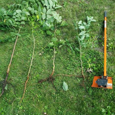 Extractigator tool with multiple saplings that were pulled up.