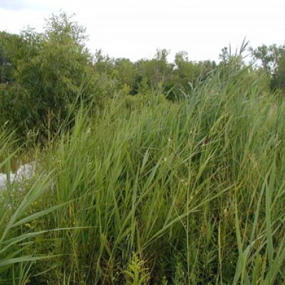 Common reed, phragmites australis