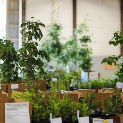 plants packed in boxes