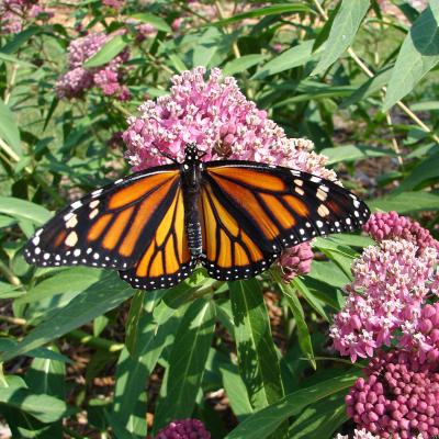 Monarch Butterfly on Milkweed. Photo credit: Breda Dziedzic