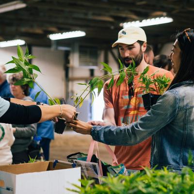Milkweed giveaway for attendees