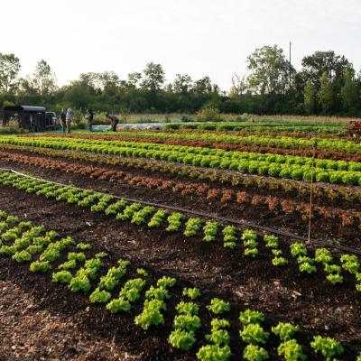 farming