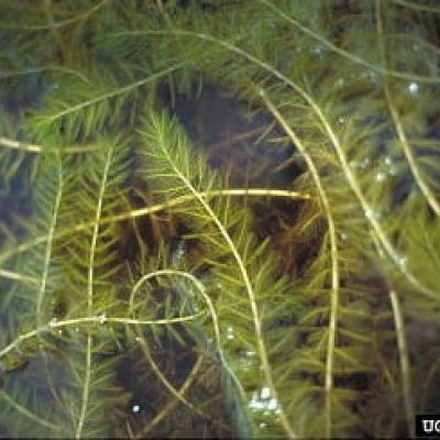 Eurasian Watermilfoil is a common invasive species in ponds and lakes.