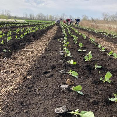farmers planting cabbage