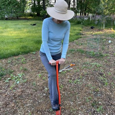 Dibble bar in use for planting plugs or seedlings