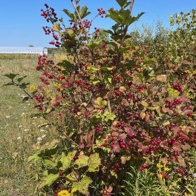 High bush cranberry