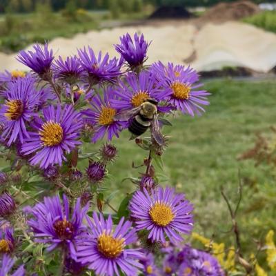 bee with new england aster on the field edge