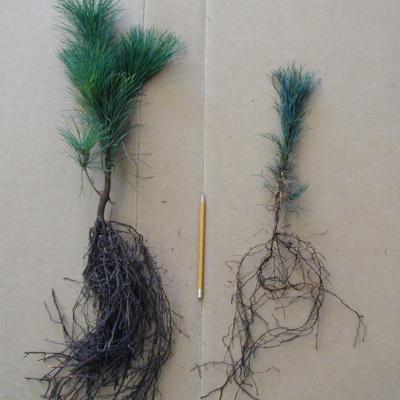 White Pine Transplant and Seedling for size comparison