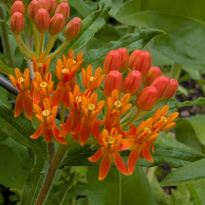 butterfly milkweed flower