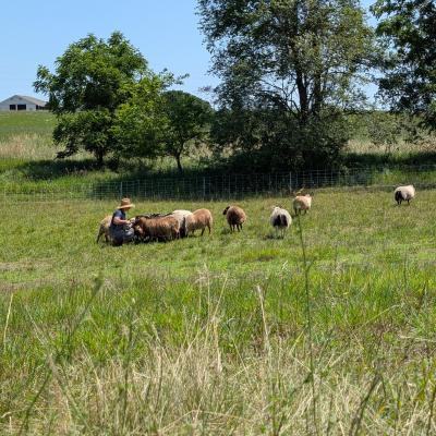 sheep grazing