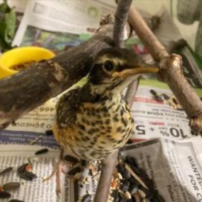 Bird Center of Michigan - Fledgling bird rehabilitation.