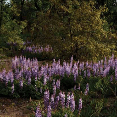 Oak Openings with lupine in flower