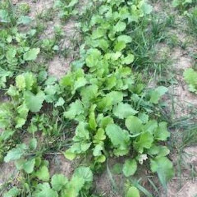 Forage cover crop